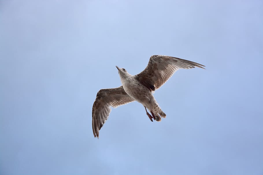 seagull flies, sky, bird, dom, nature, bird flight, ornithology, sea, fly, flying