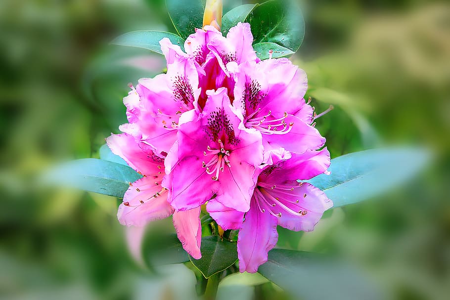 rhododendron, purple-petaled flower, flower, flowering plant, pink color, plant, vulnerability, fragility, petal, freshness