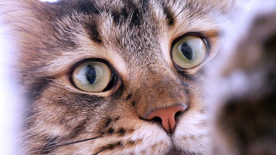 かわいい 猫 動物 肖像画 目 メインクーン 動物のテーマ 1匹の動物 哺乳動物 飼い猫 Pxfuel