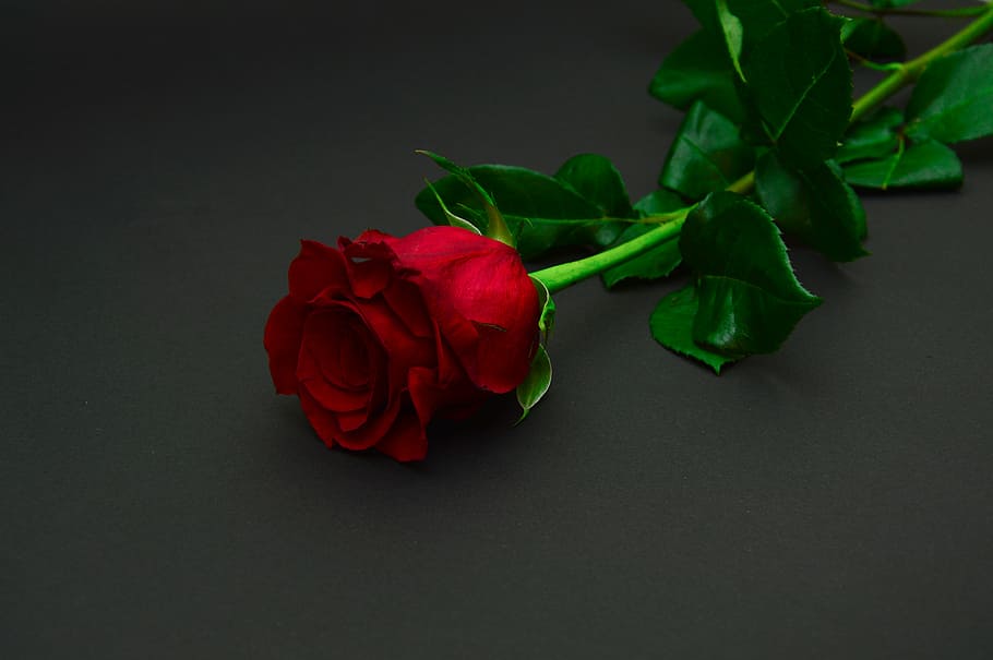 red, rose, bloom, gray, surface, photograph, flower, flowers, rose - flower, leaf