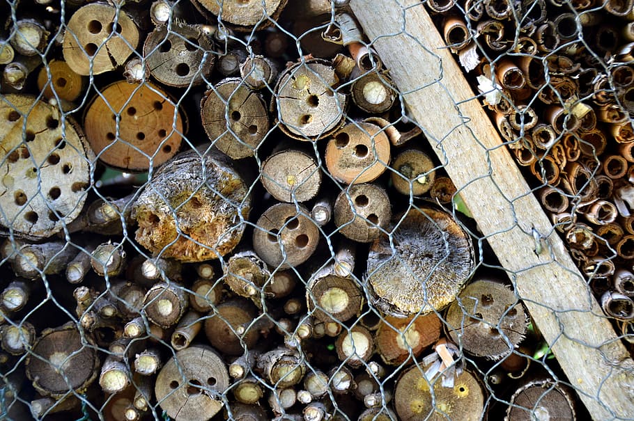 insects hotel, wasp building, Insects, Hotel, Wasp, Building, nature conservation, bio, insect, construction