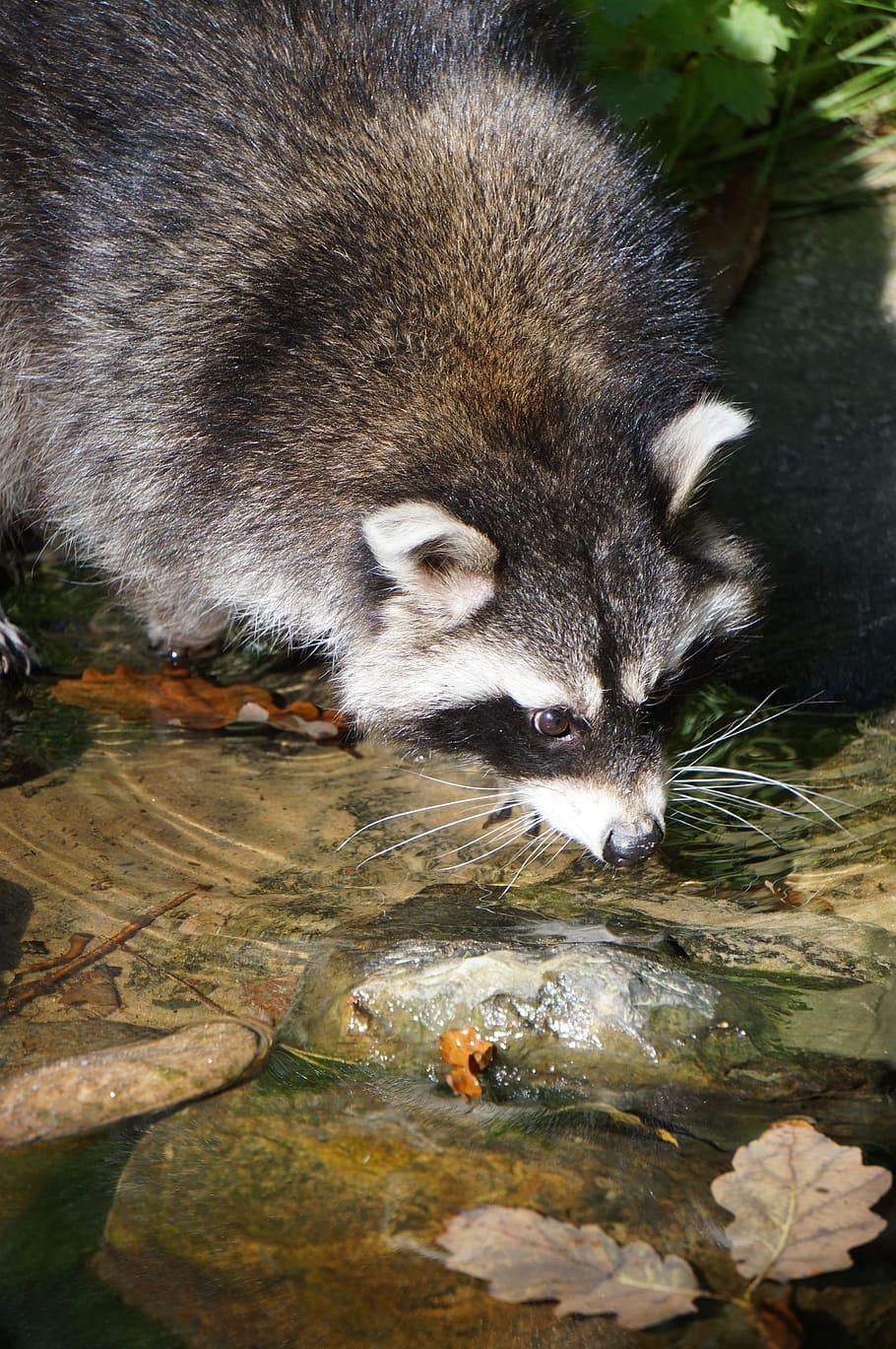 アライグマ テン 水 飲む 動物 閉じる 毛皮 野生動物 哺乳類 野生動物の写真 Pxfuel