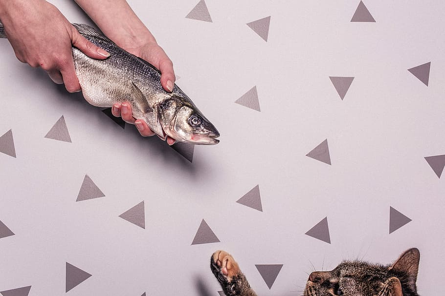 person, holding, grey, fish, animals, whimsical, lazy, hungry, eating, cat