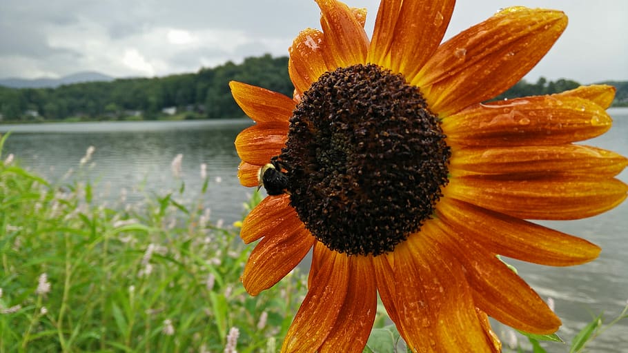 Sunflower, Bee, Wet, Flower, rain, bumble, orange, yellow, gray, flying