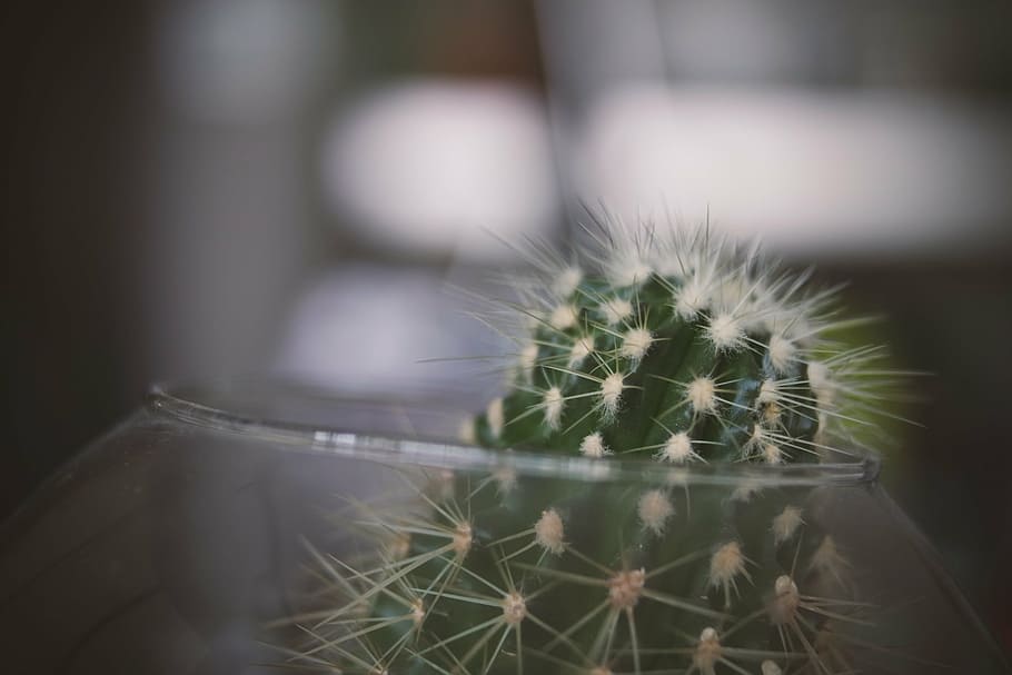 selective, focus photo, green, cactus, focus, photography, glass, bowl, thorn, plant