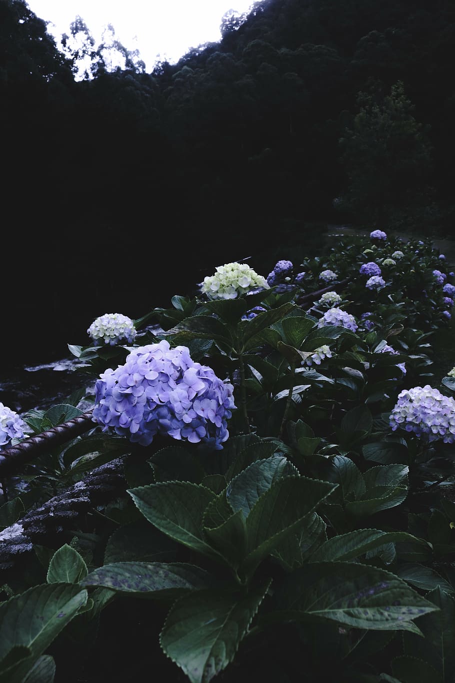 purple, flowers, white, sky, petal, flower, green, plant, garden, nature