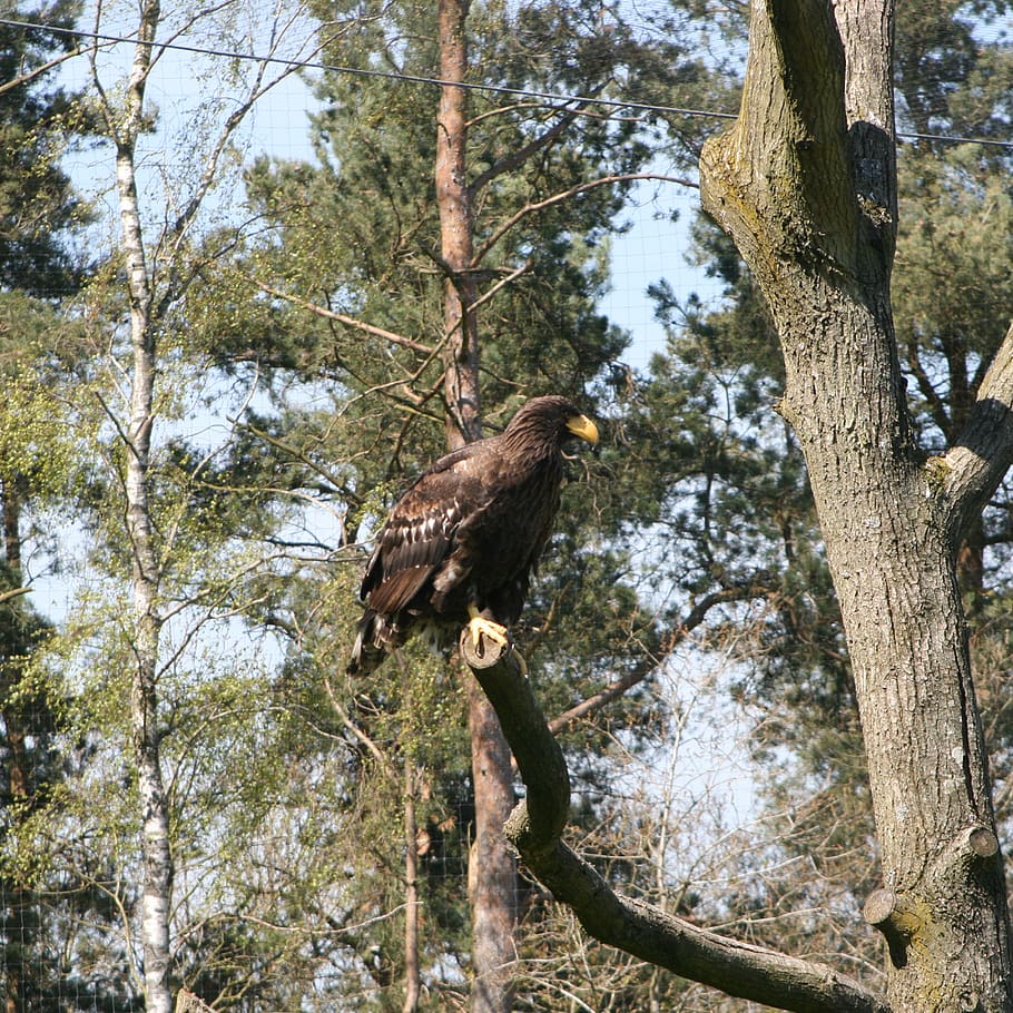 eagle, the scandinavian wildlife park, kolind, aarhus, denmark, tree, plant, animal, animals in the wild, animal wildlife
