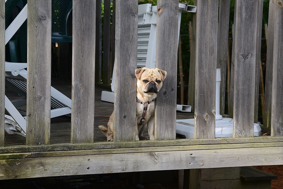 dog, pug, canine, puppy, animal, pet, domestic, porch, rails, looking