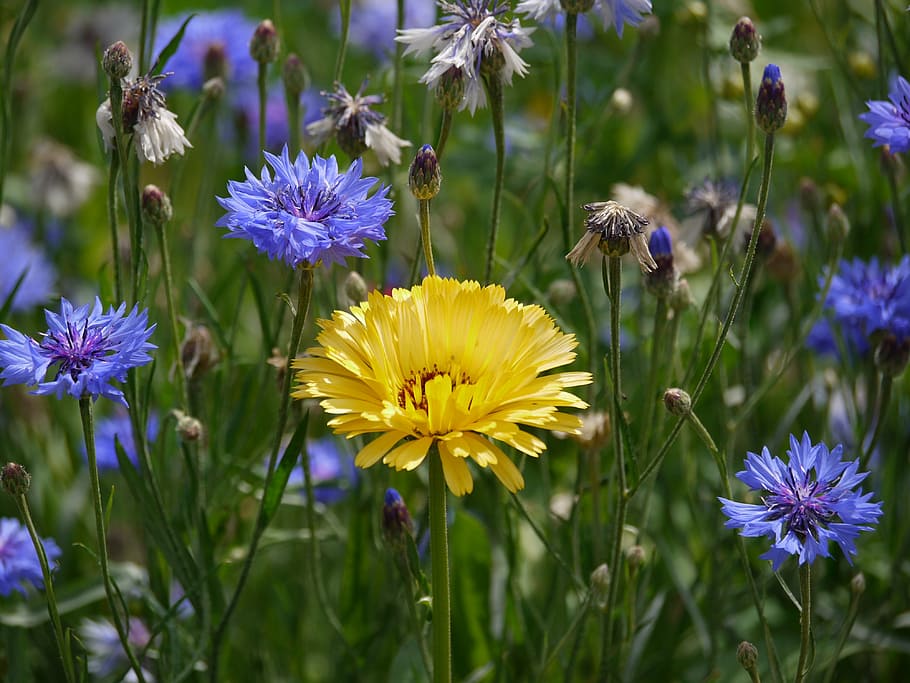 shallow, focus photography, yellow, petal flowers, marigold, cornflowers, sunny, flower meadow, meadow, flower