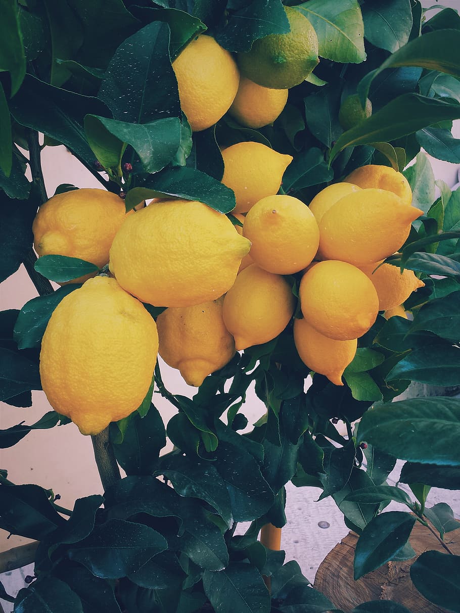 lemon fruits, lemon tree, lemons, tree, citrus, yellow, organic, crop, fruit, fresh