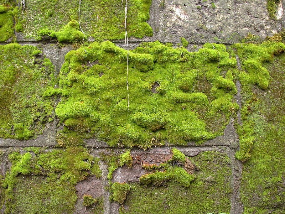 wall, coated, green, grass, moss, rock, texture, background, green color, growth