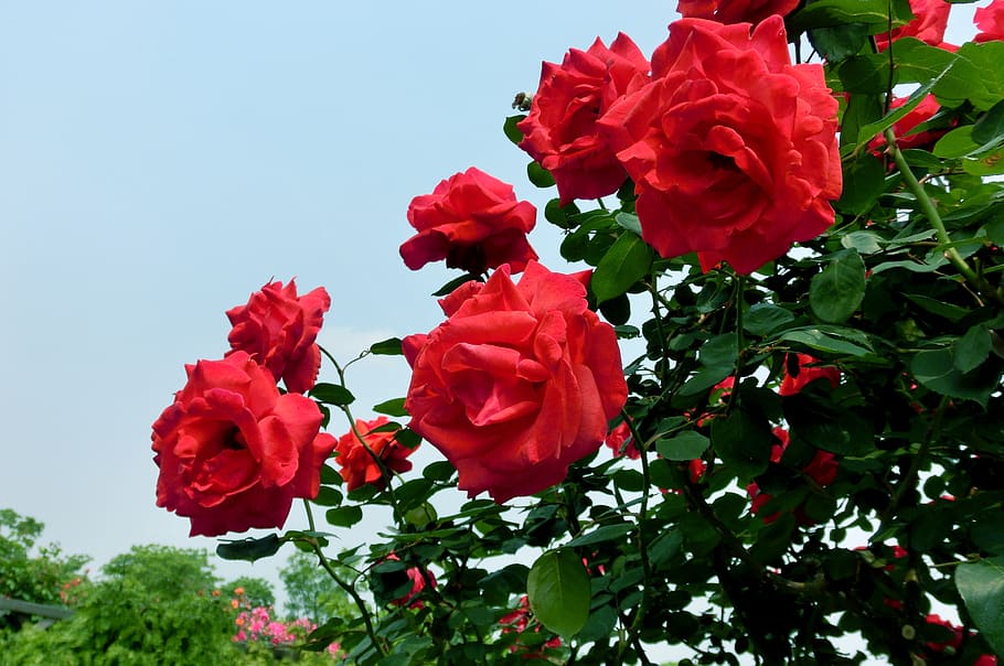 China rosa, rosa, floração, vermelho, primavera, jardim botânico, planta, flor, beleza da natureza, vulnerabilidade