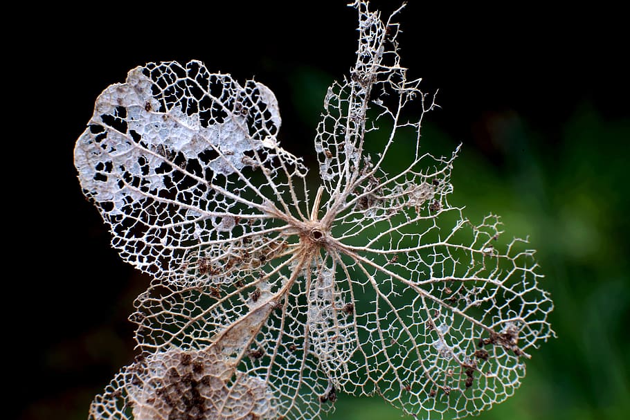 insect-eaten leave, leave, trace, close up, black, close-up, focus on foreground, spider web, fragility, plant
