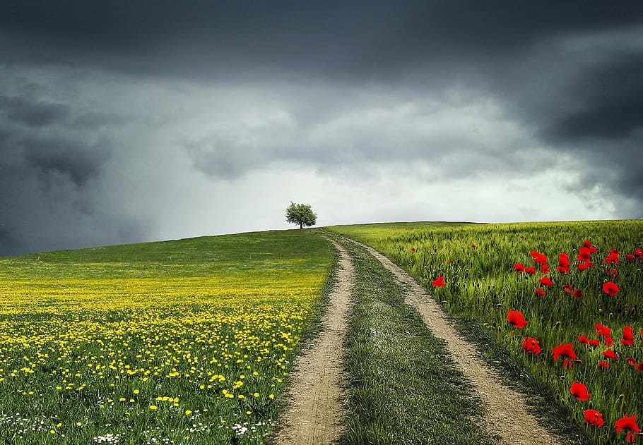 solitary, tree, red, poppies, yellow, flower field, night, flowers, green, landscape