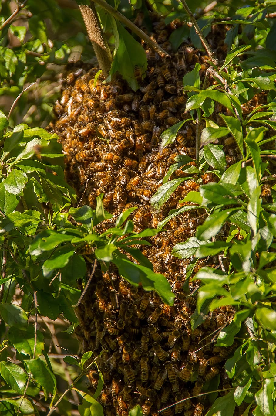 abejas, enjambre, muchos, naturaleza, comportamiento, insectos, miles, árbol, primavera, zumbido
