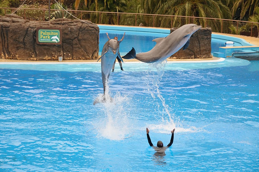 delfin, preview, blue, dolphinarium, water, pool, swimming pool, lifestyles, waterfront, real people