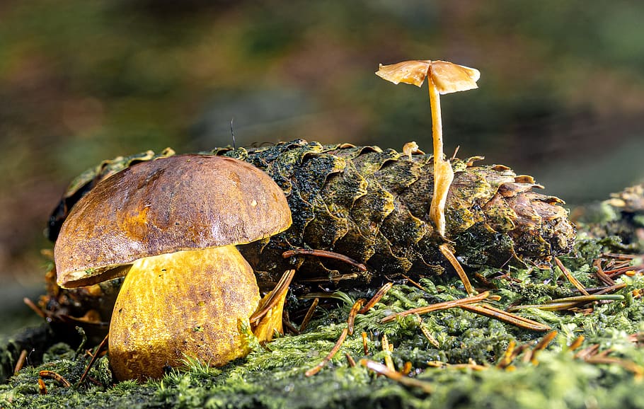 mushrooms, cep, small mushroom, pine cones, moss, forest mushroom, forest, autumn, nature, edible