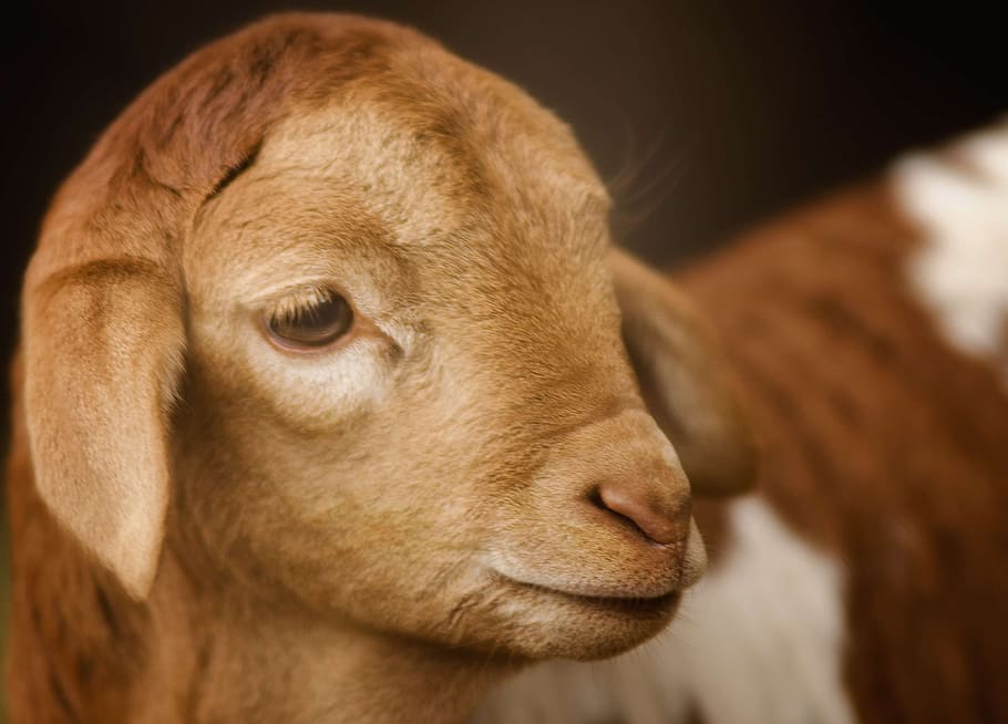 selective, photography, brown, kid goat, goat, kid, cute, close, eye, young