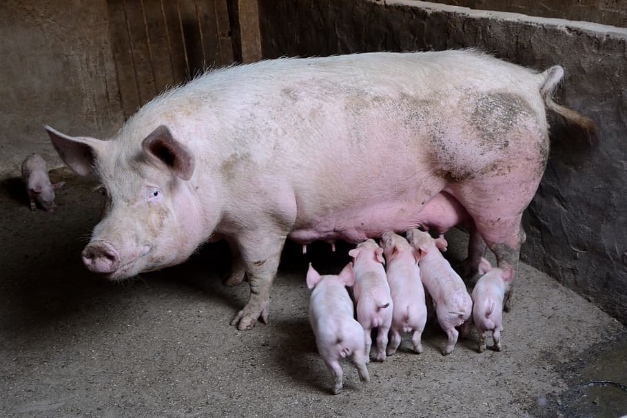 pig feeding piglets, pig, farms, journey, animal, livestock, animal themes, mammal, domestic animals, domestic