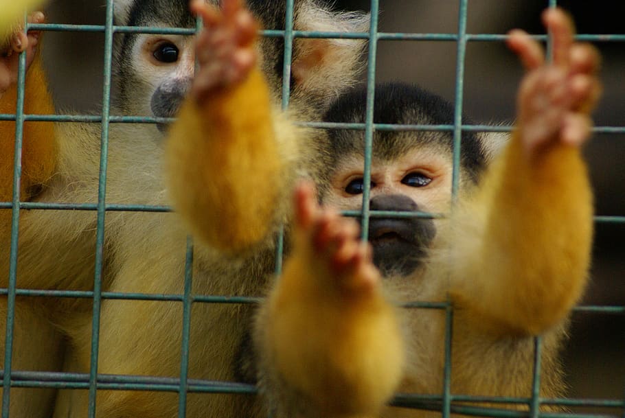 squirrel monkey, primate, save animals, monkey, mammal, human-like, exotic, wildlife, zoo, animal