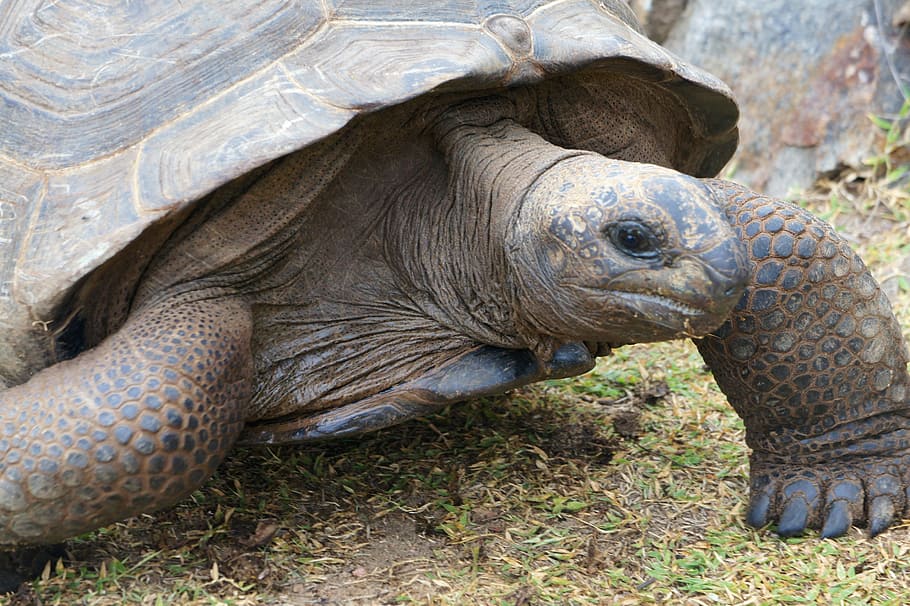 Turtle, Panzer, Speed, Seychelles, age, tortoise, reptile, giant ...