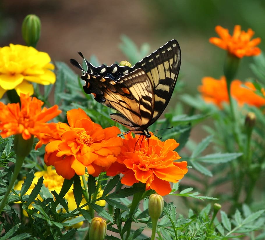 brown, black, butterfly photography, old world swallowtail, butterfly, papilio machaon, insect, flowers, marigolds, flower