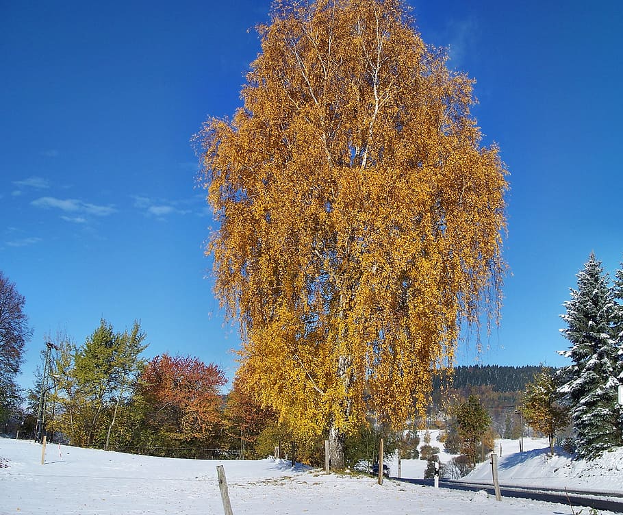 Birch, Colorful, First Snow, autumn, winter, cold temperature, snow, tree, beauty in nature, nature