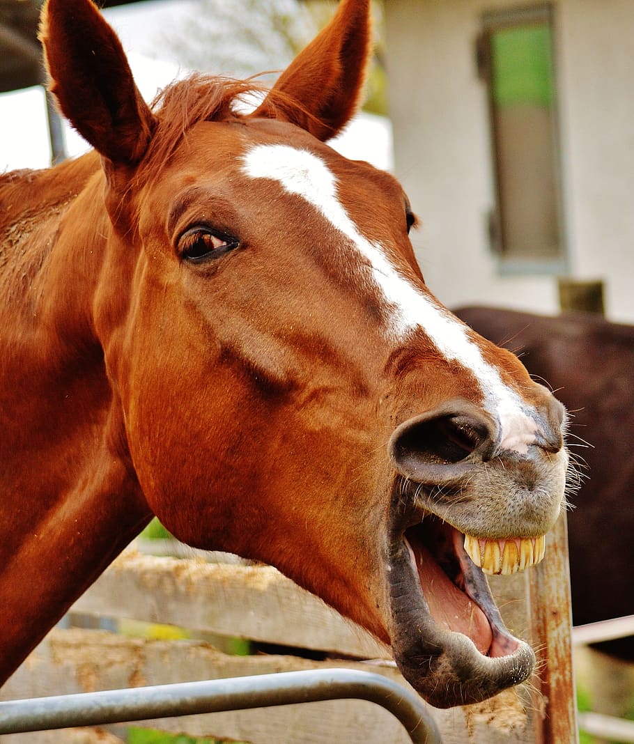shallow, focus photography, brown, white, horse, funny, laugh, animal, cute, sweet