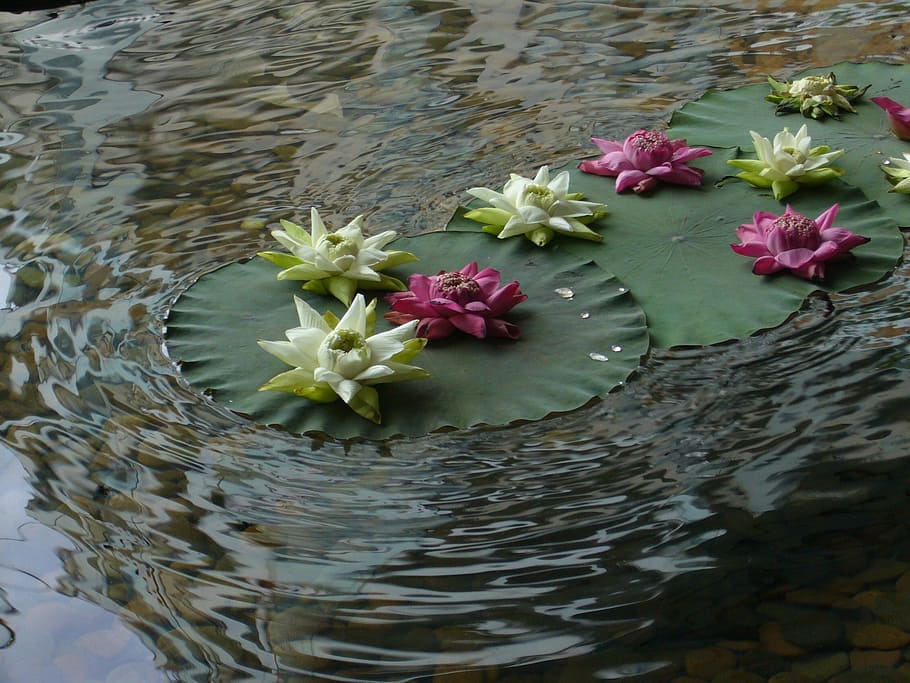 Берегите кувшинку. Цветы на воде фото оригинальные. Цветы из воды фото. Water the Plants. Вода з д.