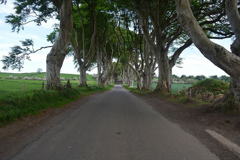 自然, アイルランド, ブナ, 暗い生垣, 玉座のゲーム, 木, 道路, 植物, 進むべき道, 方向