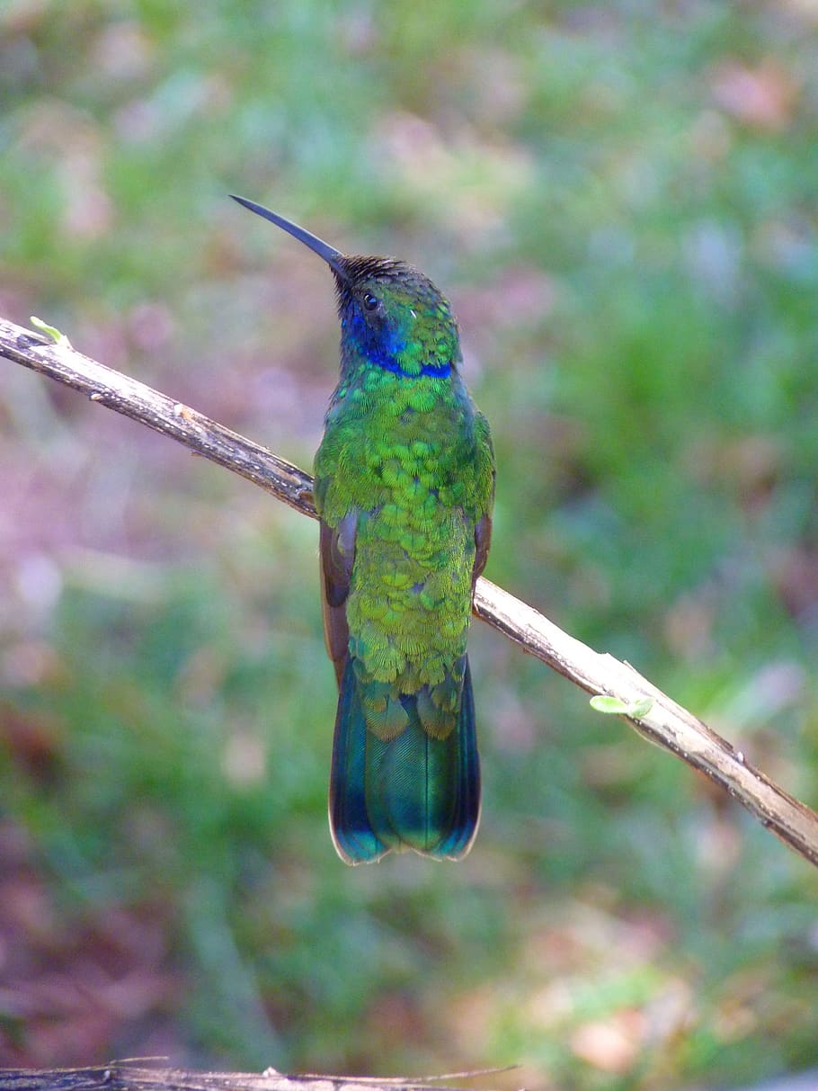 selektif, foto fokus, hijau, biru, burung kolibri bertengger, batang, tanaman, siang hari, burung kolibri, trochilidae