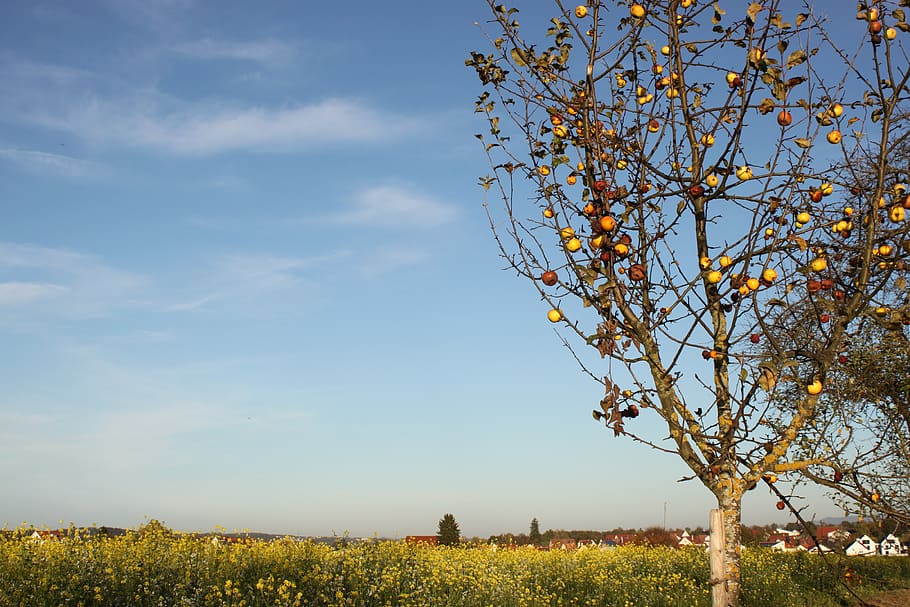 automn, apple tree, germany, fall, canola, nature, meadow, harvest, october, plant