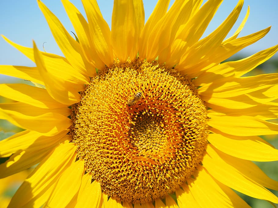 bee, pollen, collect, sun flower, blossom, bloom, nectar, inflorescence, flower basket, flower