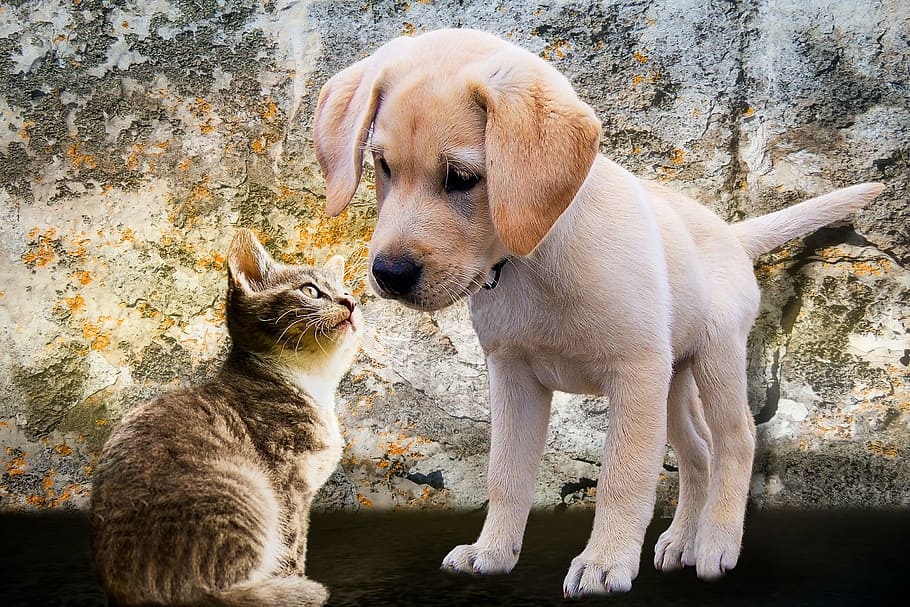 amarelo, cachorro labrador retriever, animais, cachorro, gato, jovem, brincalhão, curiosidade, Toque, amor