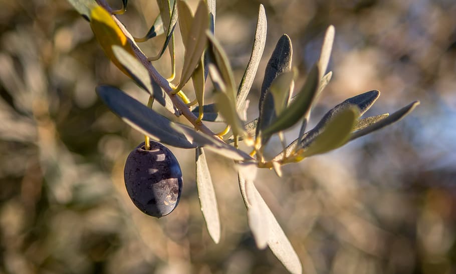 olive, tree, plant, food, green, agriculture, mediterranean, vegetarian, ripe, greek