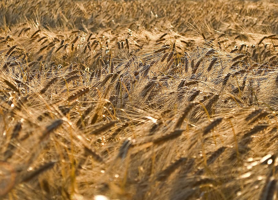 grain, field, cereals, agriculture, nature, ear, cornfield, field crops, food, golden yellow