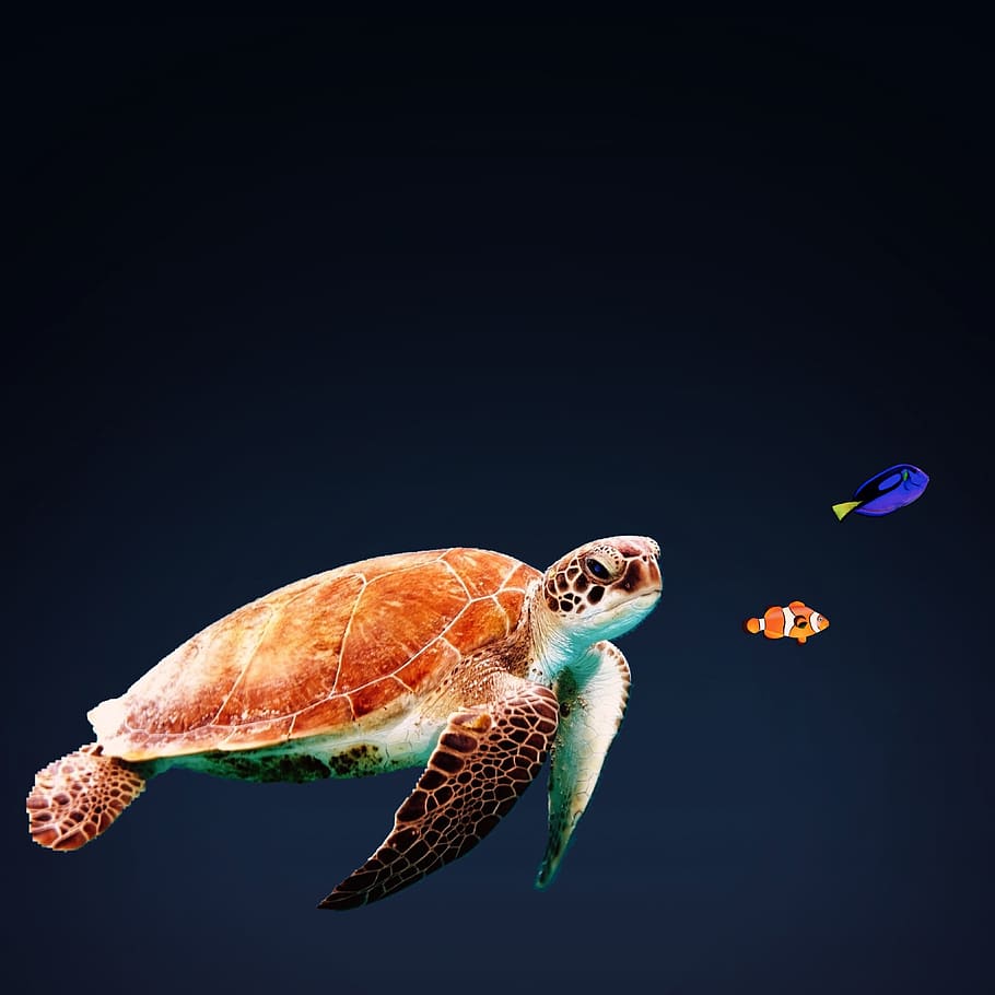 swimming sea turtle, Marine Life, Ocean, Sea, Underwater, ocean, sea, turtle, animal, nature, wildlife