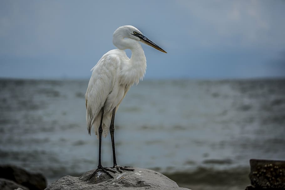 egret, white bird, beach, wildlife, gulf of mexico, animals in the wild, bird, animal themes, vertebrate, animal wildlife
