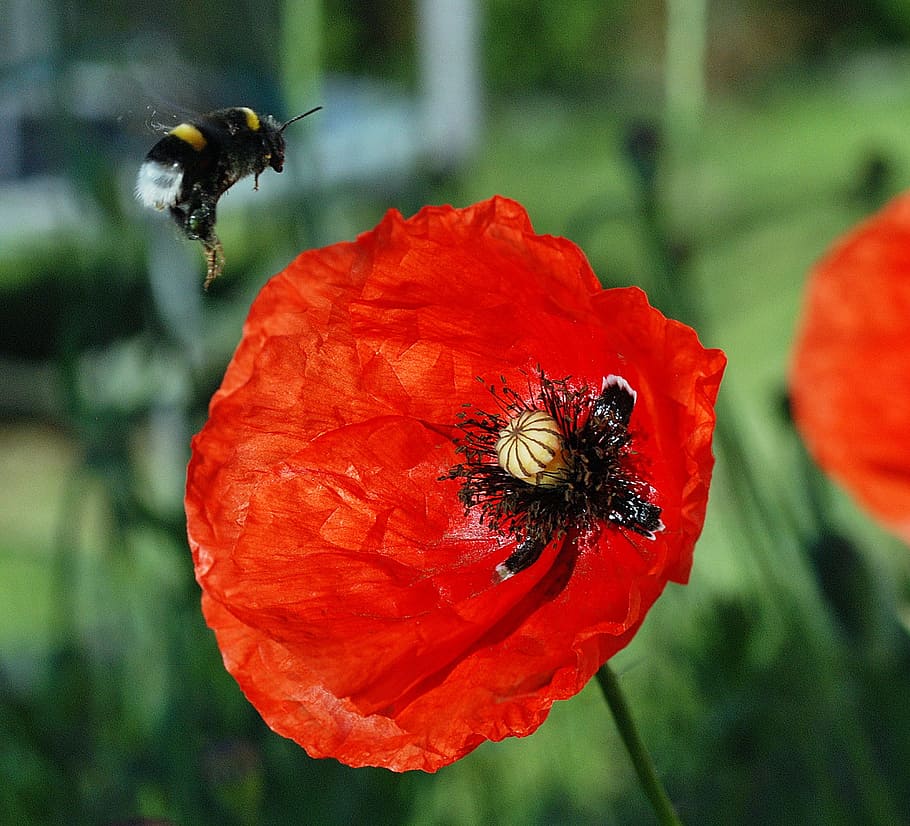 Bumblebee, Poppies, Penerbangan, Pollen, koleksi, pekerjaan, bunga, makro, ketekunan, penyerbukan