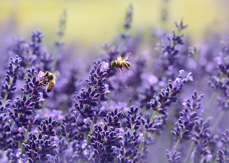 fotografi, ungu, bunga, lavender, lebah, musim panas, taman, madu bunga, benar lavender, aroma lavender