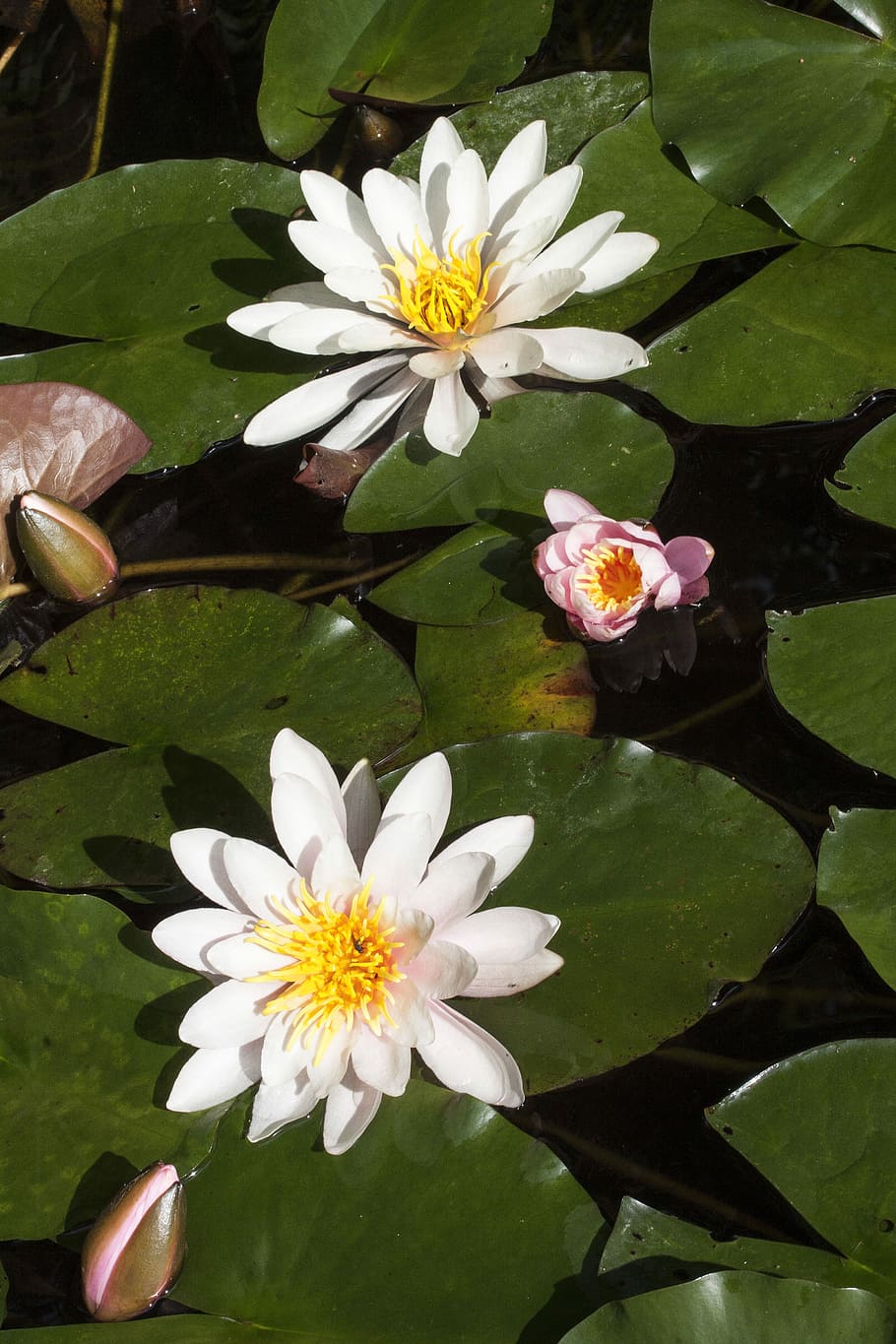 Lirios de agua, Nymphaea, Lake Rose, plantas acuáticas, pétalos, blanco,  amarillo, rosa, verde, agua | Pxfuel