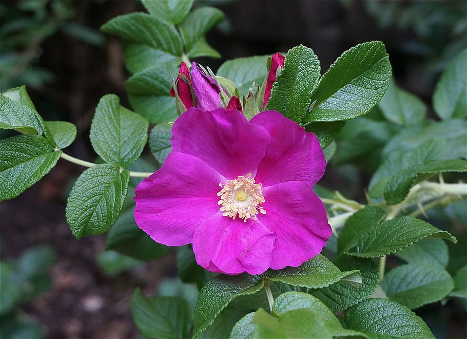 Rugosa Rose, Buds, Flower, rose, rugosa rose with buds, bud, blossom, bloom, leaves, garden