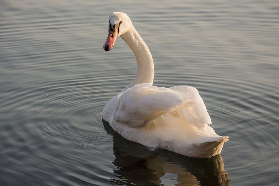 Swan, Sea, Nature, Water, Lake, Bird, white, wildlife, peaceful, reflection