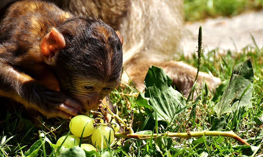 mono, mono bebé, mono barbary, mono montaña salem, animal, animal salvaje, zoológico, especies en peligro de extinción, comida, comida y bebida