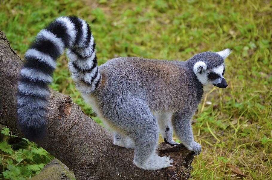 lemur, animal, ring-tailed, madagascar, cute, aljonushka1, animal themes, mammal, group of animals, vertebrate
