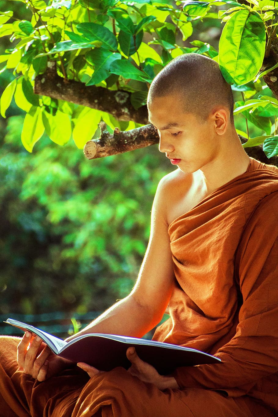 man, brown, kasaya reading book, tree, daytime, theravada monk, buddhist, religion, theravada, buddhism
