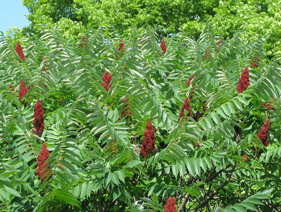 staghorn sumac, rhus typhina, rhus hirta, ornamental shrub, invasive, moneymore, ontario, canada, growth, plant