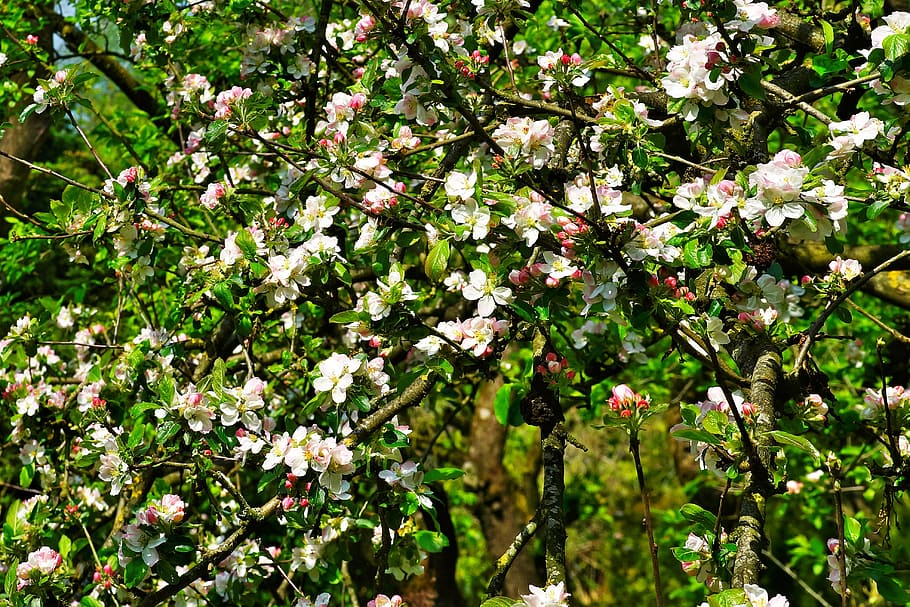 リンゴの木 花 リンゴの木の花 リンゴの花 春 自然 果樹園 白 木 開花 Pxfuel