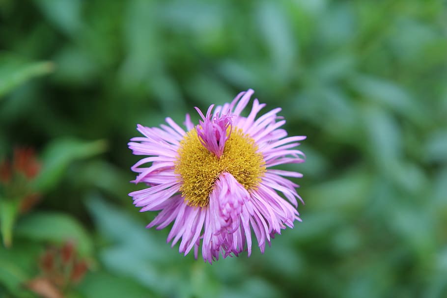 pink flower, fault floral, spring-flowering, flower, flowering plant, plant, freshness, beauty in nature, flower head, close-up