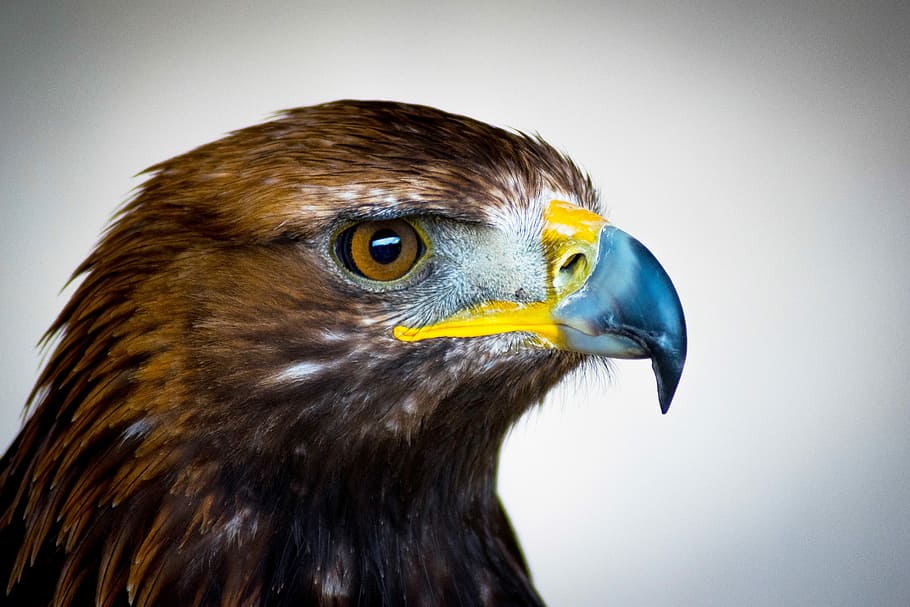 brown, yellow, hawk, Golden Eagle, Bird Of Prey, Scotland, eagle, feathers, portrait, falconry